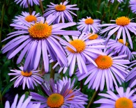 purple daisies